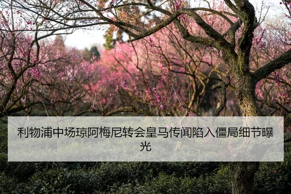 利物浦中场琼阿梅尼转会皇马传闻陷入僵局细节曝光